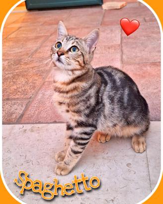 Adotta due micini o finiranno presto in gattile