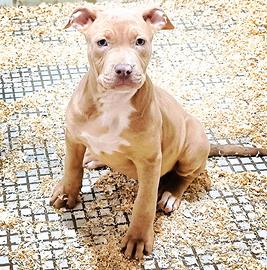 Pitbull silver merle