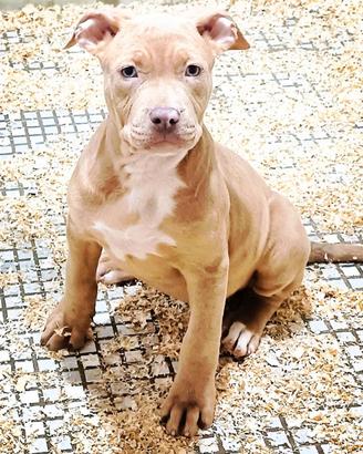 Pitbull silver merle
