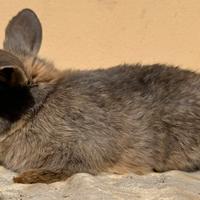 Coniglio Nano Ariete