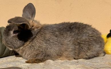 Coniglio Nano Ariete