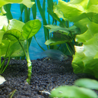 Coppia Pesce Fantasma Kryptopterus bicirrhis