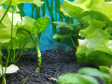 Coppia Pesce Fantasma Kryptopterus bicirrhis