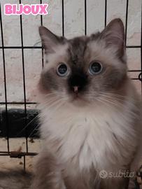 Bijoux gattina birmana di quattro anni