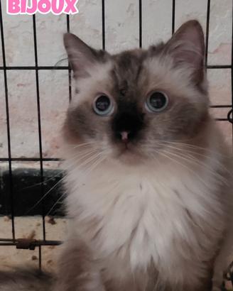 Bijoux gattina birmana di quattro anni