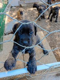 Cuccioli di cane Corso