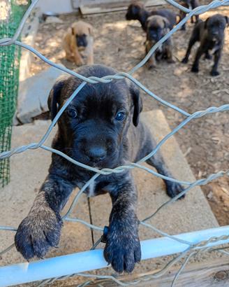 Cuccioli di cane Corso
