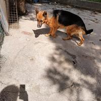 Cagnoline