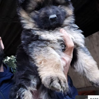 Cucciola di pastore tedesco