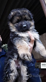 Cucciola di pastore tedesco