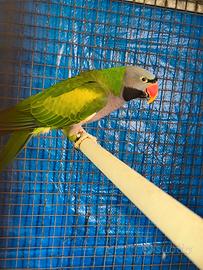 Parrocchetto di Derby ( Derbiana )