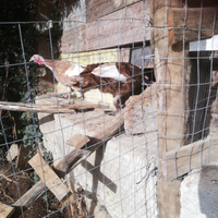 Coppia tacchini rosso di Borbone