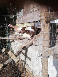 Coppia tacchini rosso di Borbone