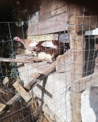 Coppia tacchini rosso di Borbone