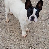 Bulldog Francese femmina