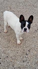 Bulldog Francese femmina