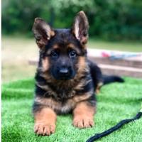 Cuccioli pastore tedesco femmina