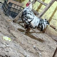 Gallo appenzeller