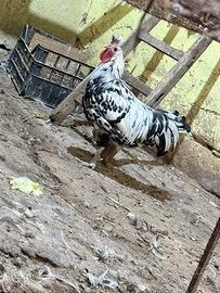 Gallo appenzeller