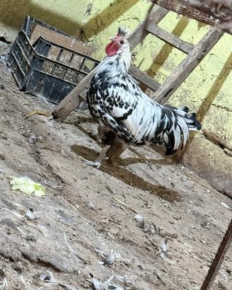 Gallo appenzeller
