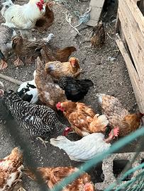 Galline,galli