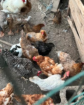 Galline,galli
