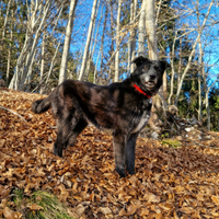 Adozione del cuore per Kira