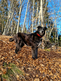 Adozione del cuore per Kira