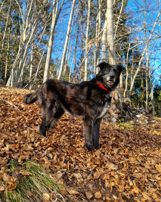 Adozione del cuore per Kira