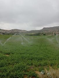Terreno agricolo