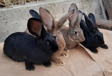 Conigli giganti