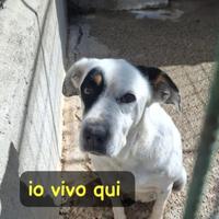 Fiorella 14ANNI TUTTI DI CANILE SUD