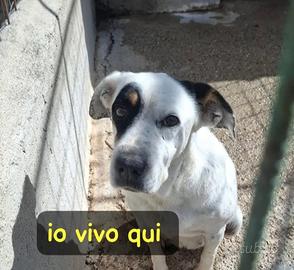 Fiorella 14ANNI TUTTI DI CANILE SUD