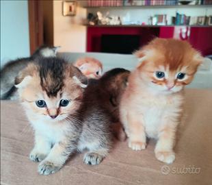 Gattini Scottish Fold e Straight