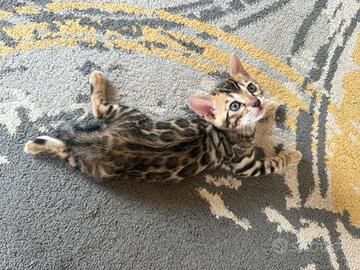 Bengala disponibile