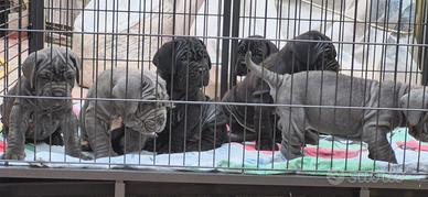 Cuccioli Mastino Napoletano