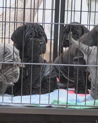Cuccioli Mastino Napoletano