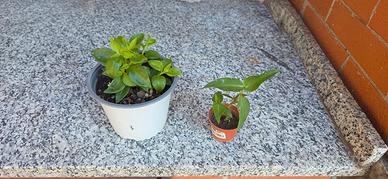 Piantina di aptenia e commelina erecta