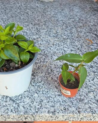 Piantina di aptenia e commelina erecta