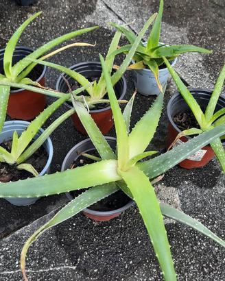 Piante di aloe, agavi, crassula e fichi d’india