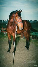 Cavallo spagnolo
