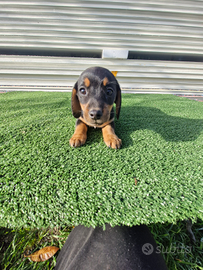 Cuccioli di bassotto color nero focato