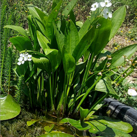 Sagittaria platyphylla Pianta per laghetto