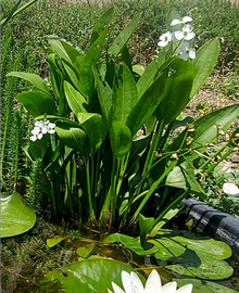 Sagittaria platyphylla Pianta per laghetto