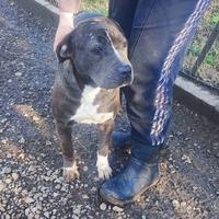 Amstaff dolcissima in adozione