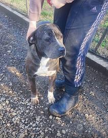 Amstaff dolcissima in adozione