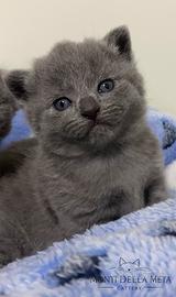 Certosini con pedigree