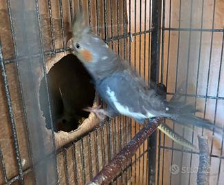 Uccello