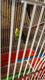 Cocoriti singolarmente o tutti e 3