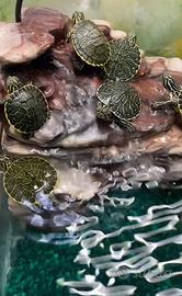 Tartarughe d'acqua